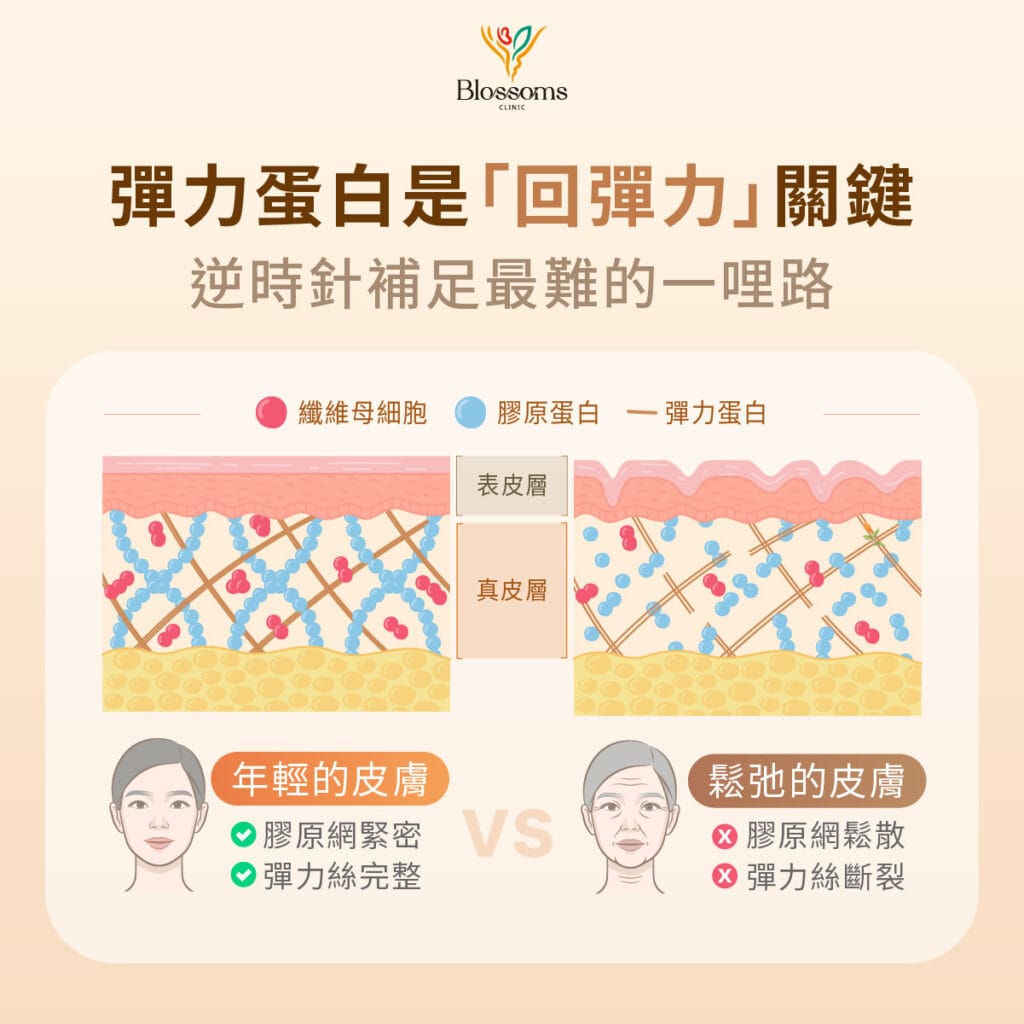 彈力蛋白是回彈力關鍵 逆時針補足最難的一里路